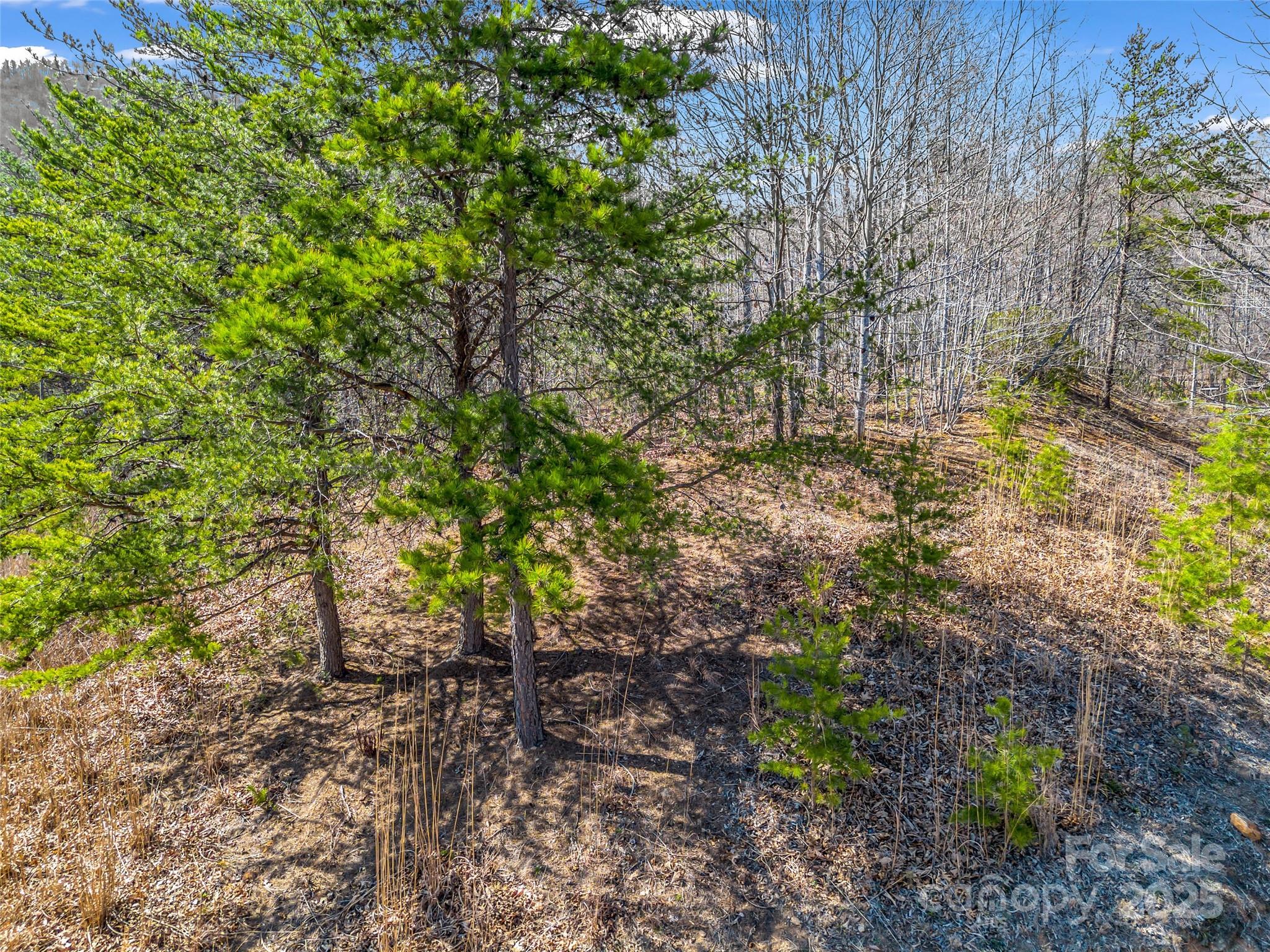 190 Cherry Hill, Unit NONE Mill Spring, NC 28756 - Photo 10 of 32 a view of yard