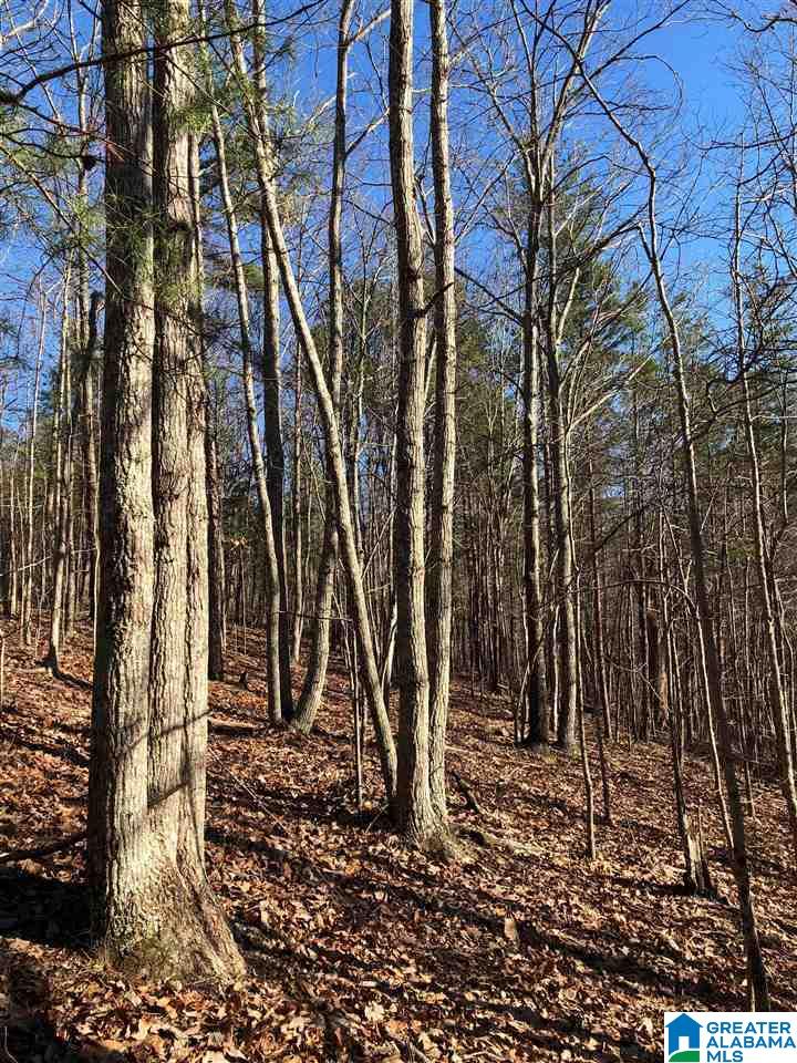 5735 Miles Spring Road Pinson, AL 35126 - Photo 6 of 14
