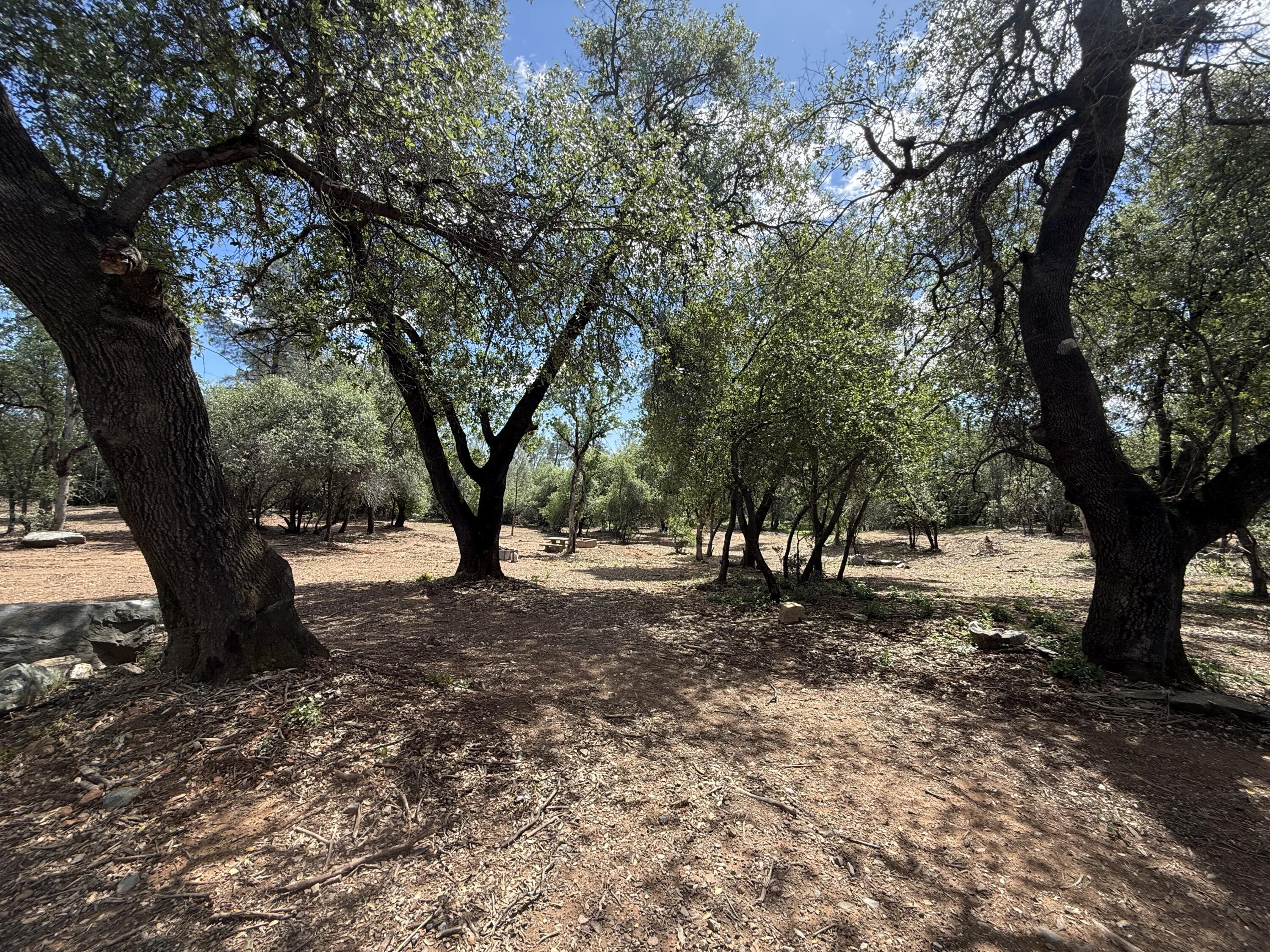 12333 Quartz Hill Road Redding, CA 96003 - Photo 10 of 21 a view of a tree in the middle of a yard