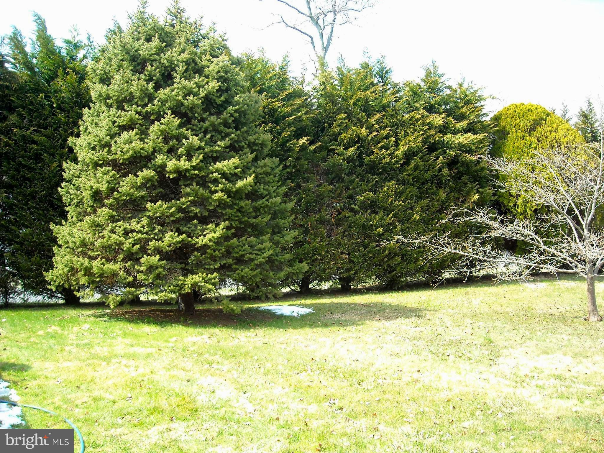 1005 Cedar Creek Road Baltimore, MD 21221 - Photo 26 of 30 Beautiful Yard with a Private Park Like Setting