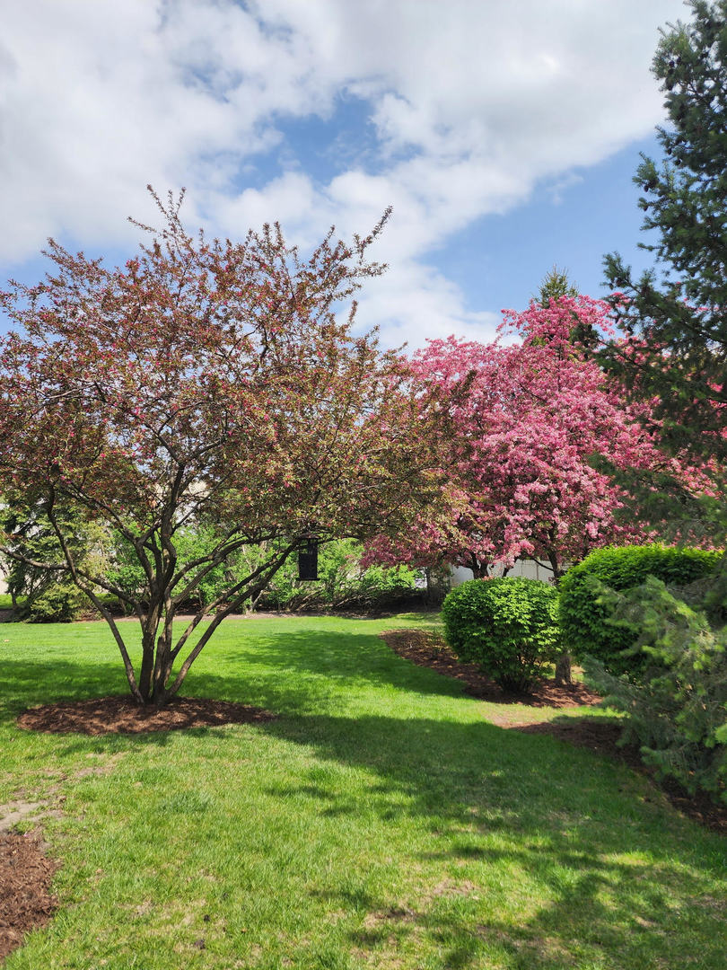 263 Lillian Court Geneva, IL 60134 - Photo 26 of 27 a view of a big yard with a large tree