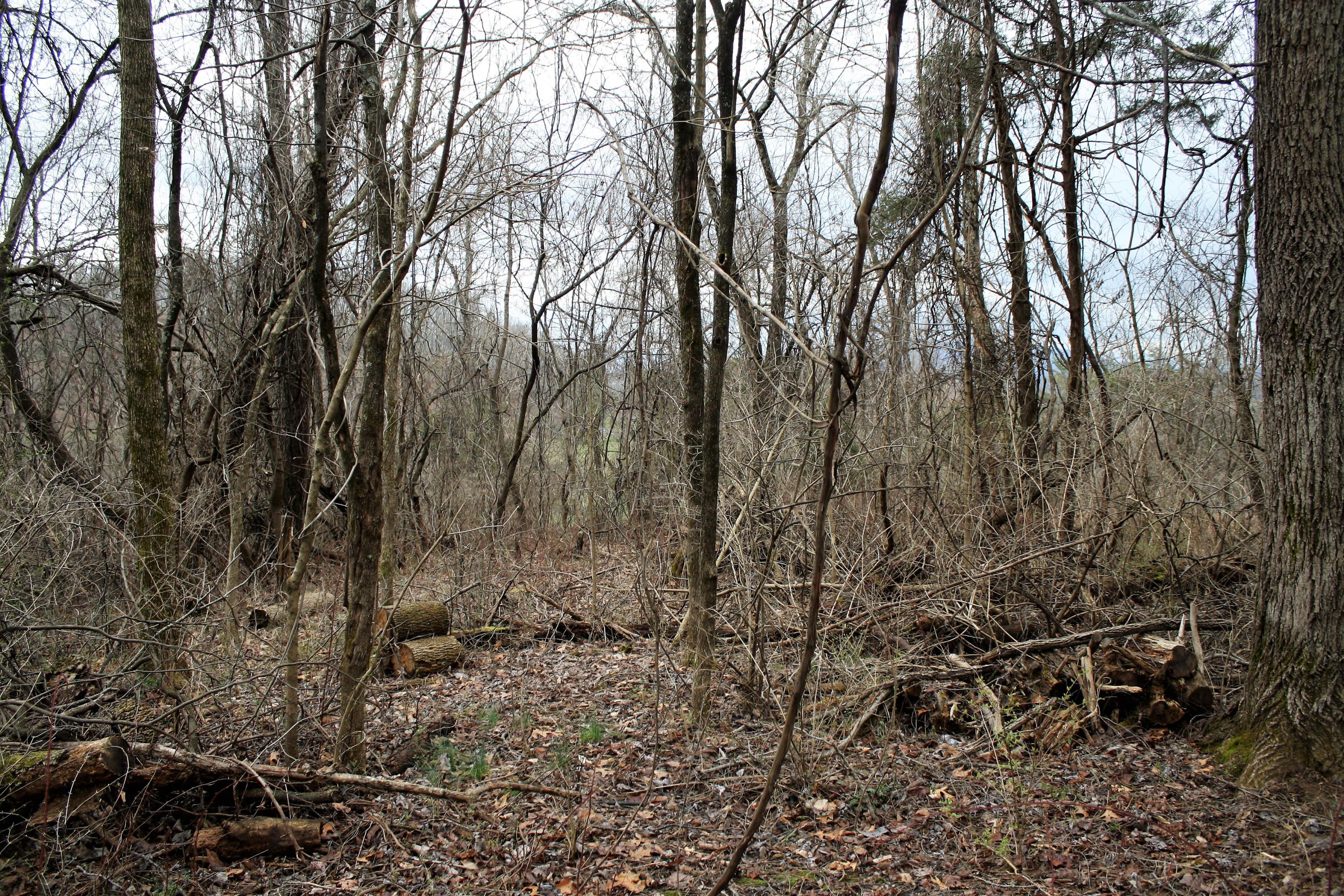 0 Old Watauga Road Watauga, TN 37694 - Photo 11 of 29 IMG_4367