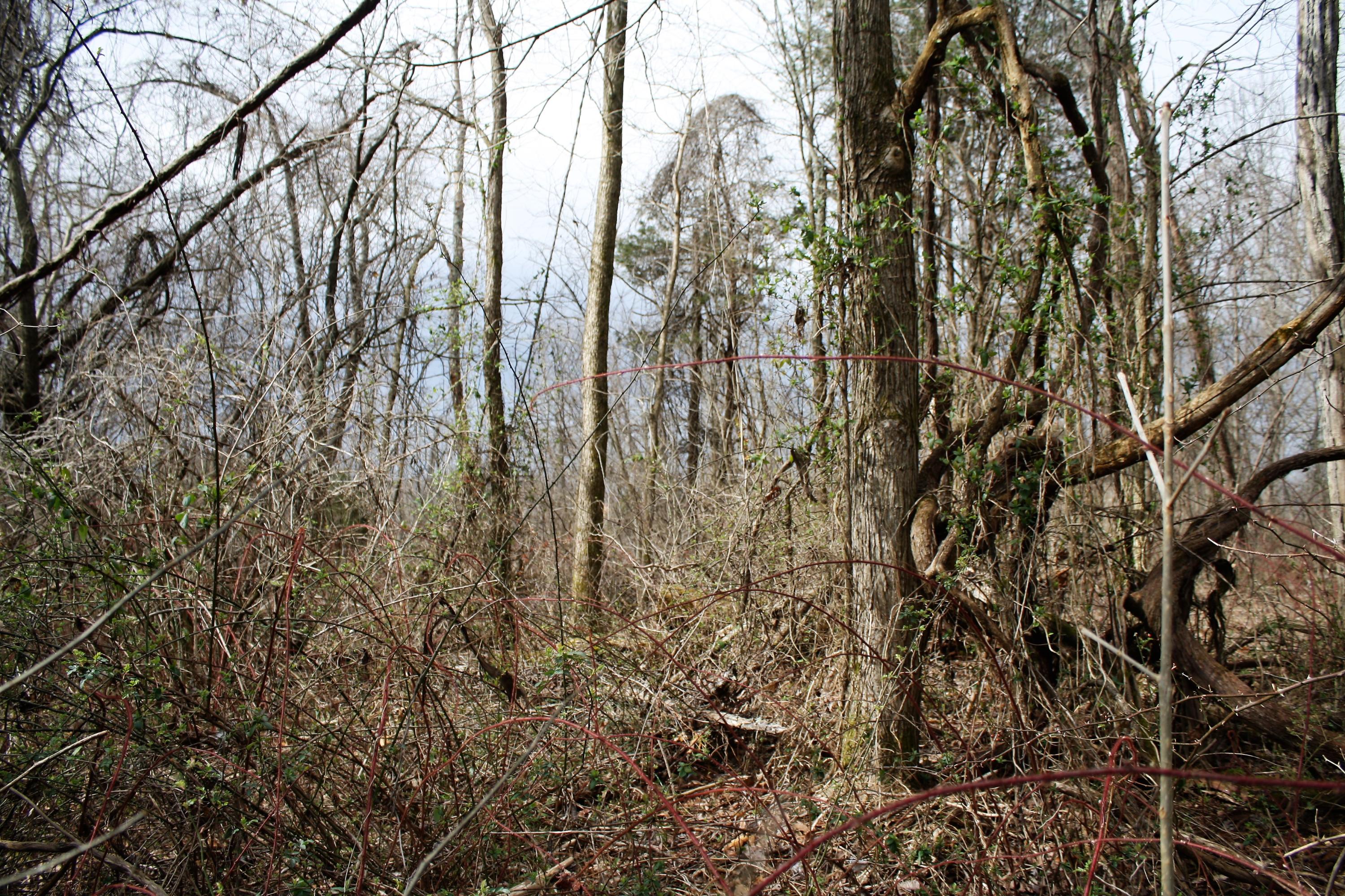 0 Old Watauga Road Watauga, TN 37694 - Photo 29 of 29 IMG_4364
