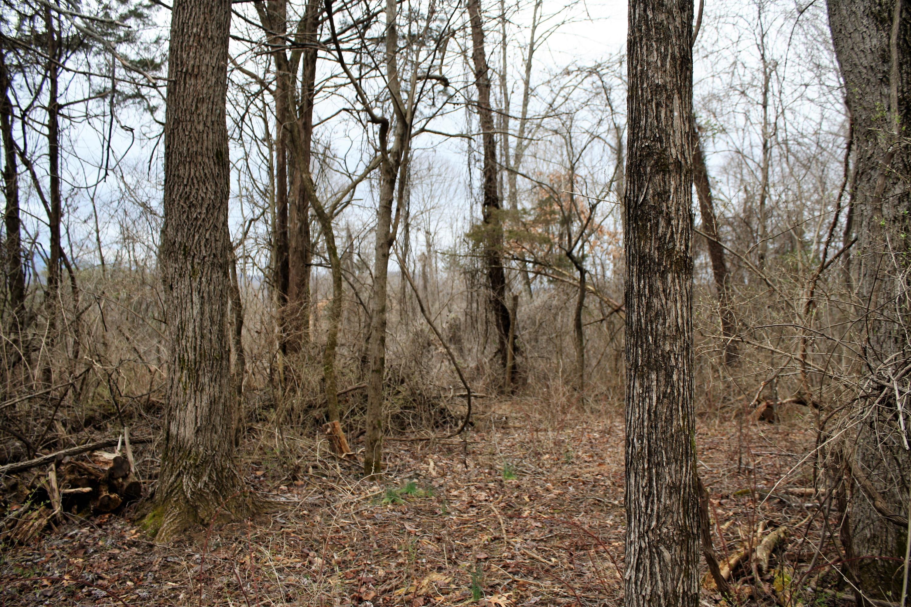 0 Old Watauga Road Watauga, TN 37694 - Photo 10 of 29 IMG_4368
