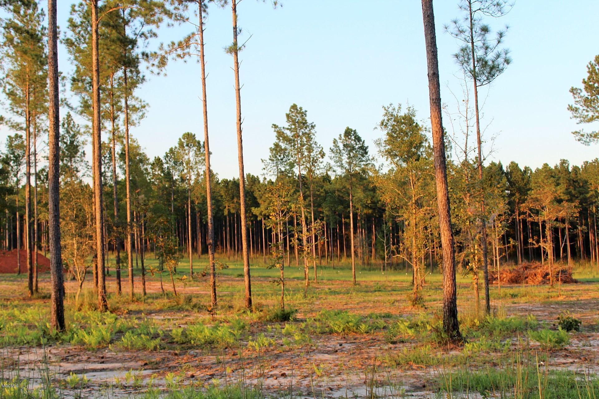 1.75-ac Homestead Road Lucedale, MS 39452 - Photo 11 of 14 IMG_1608
