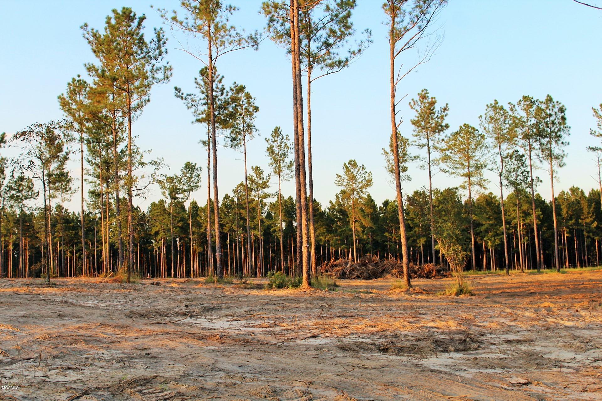 1.75-ac Homestead Road Lucedale, MS 39452 - Photo 3 of 14 IMG_1591