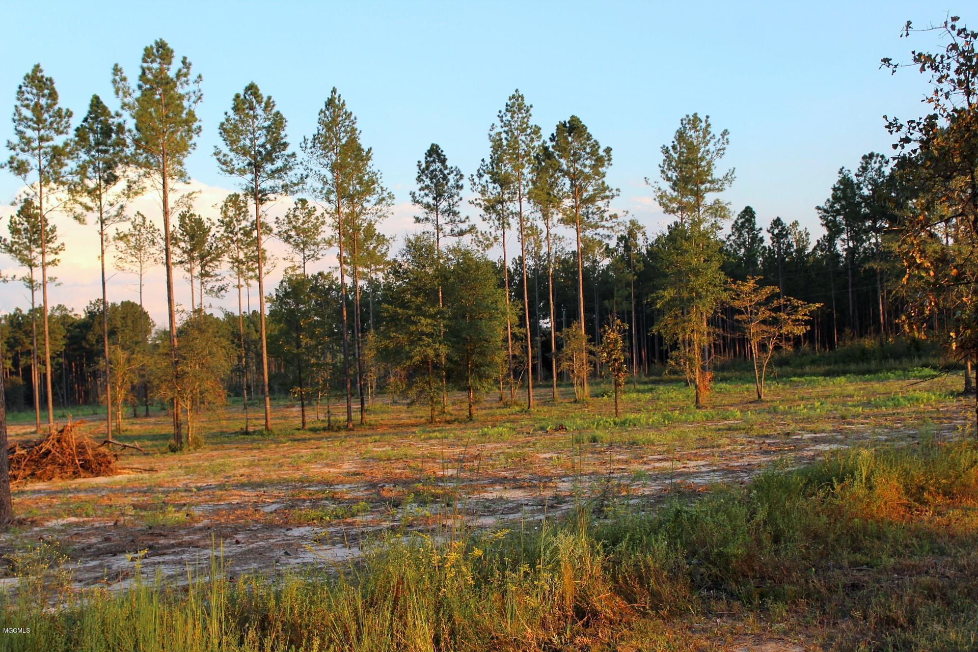 1.75-ac Homestead Road Lucedale, MS 39452 - Photo 8 of 14 IMG_1601