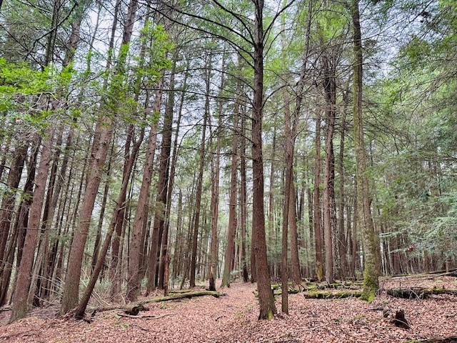 0 Huefner Spring Road Lucinda, PA 16235 - Photo 3 of 10