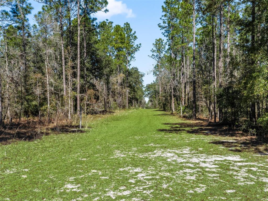 11670 Southeast 6th Street Williston, FL 32696 - Photo 57 of 63 a view of a park with trees