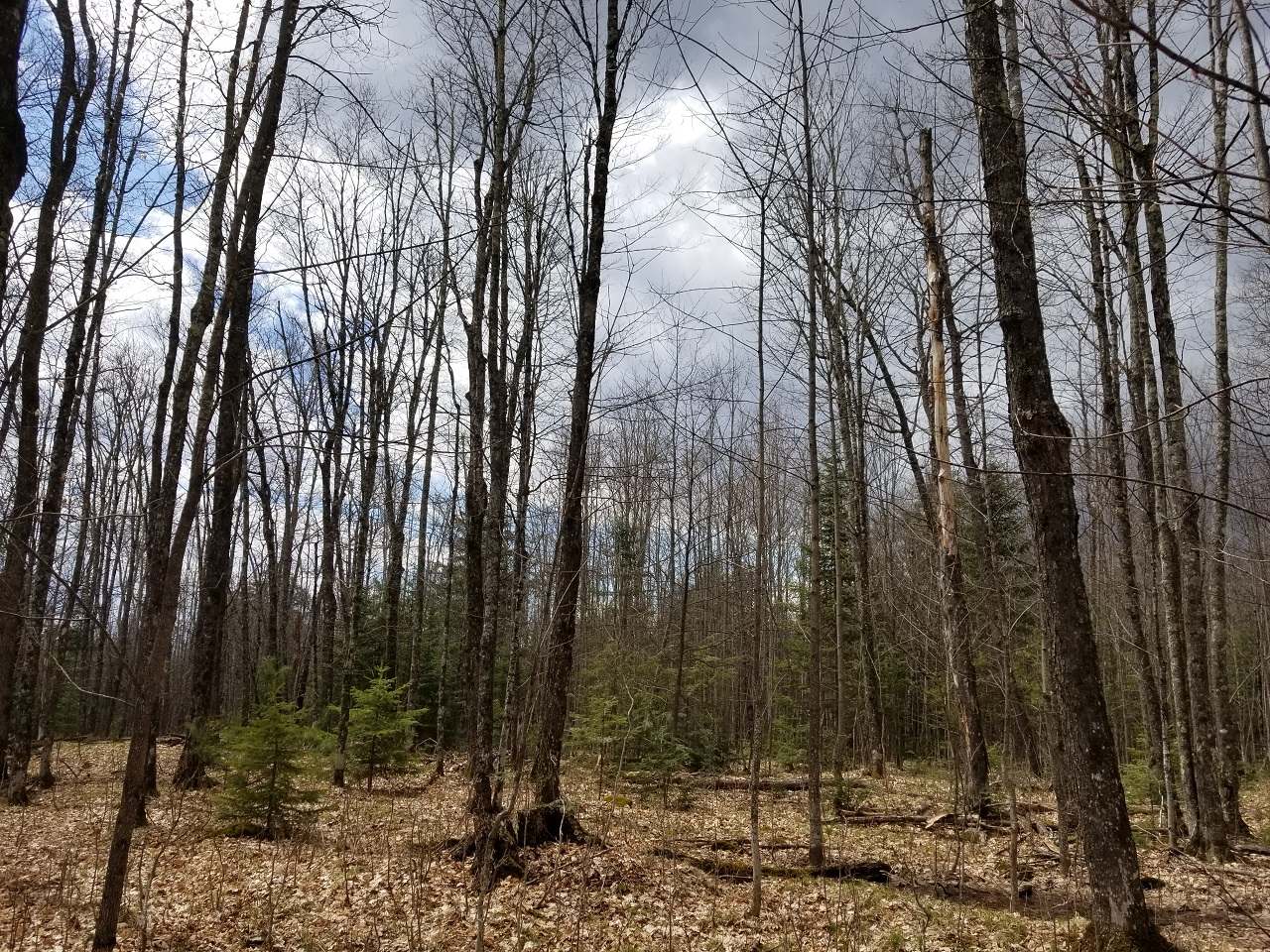 Lot 4 John Dul Road Mercer, WI 54547 - Photo 7 of 30 Gallery Image 7