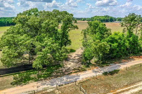 a view of a bunch of plants and trees
