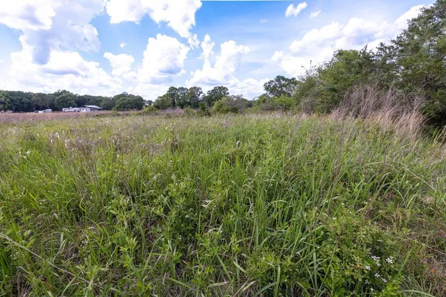 a view of a bunch of trees and bushes