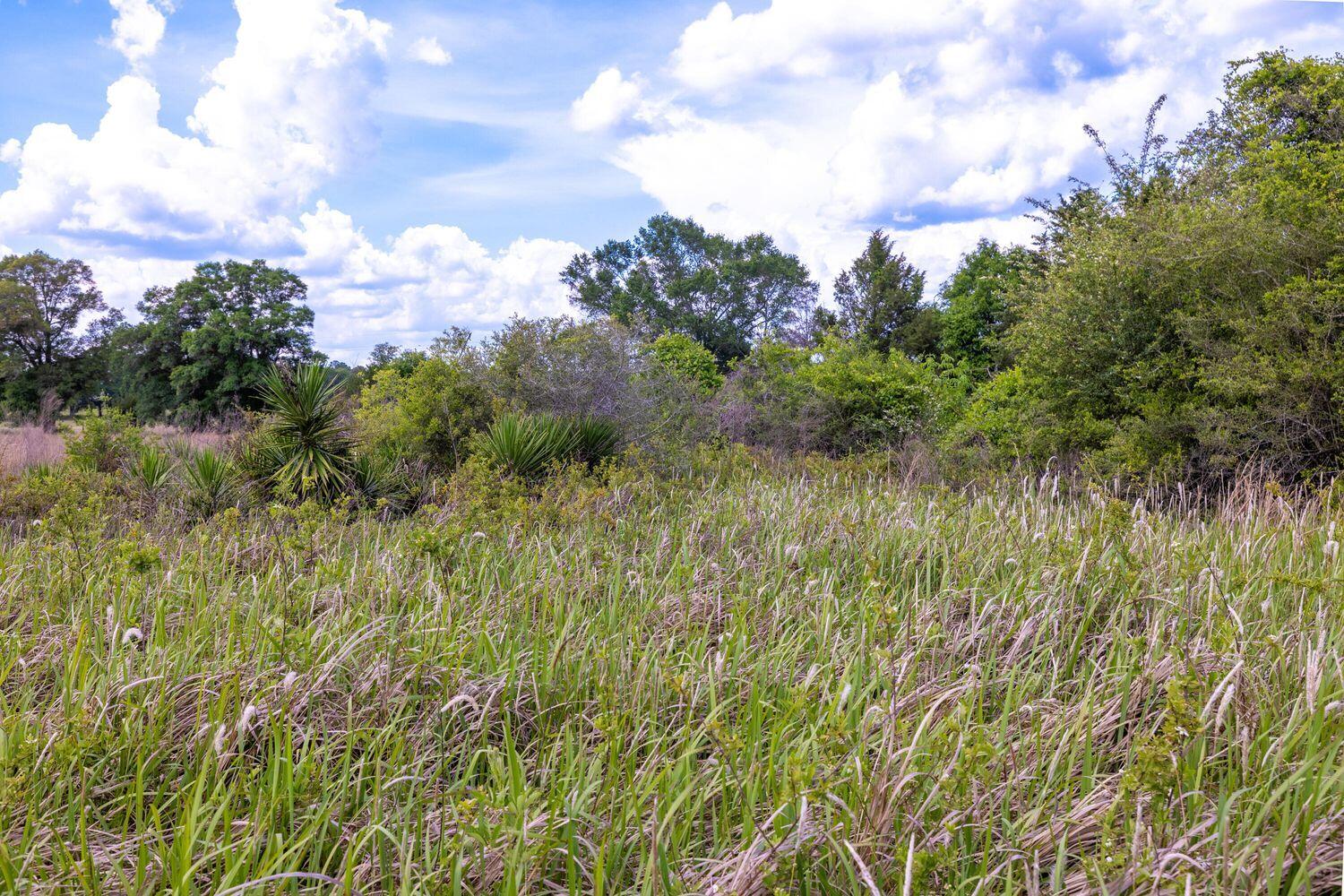 1704 Cobb Road Baker, FL 32531 - Photo 19 of 29 a view of a bunch of trees and bushes