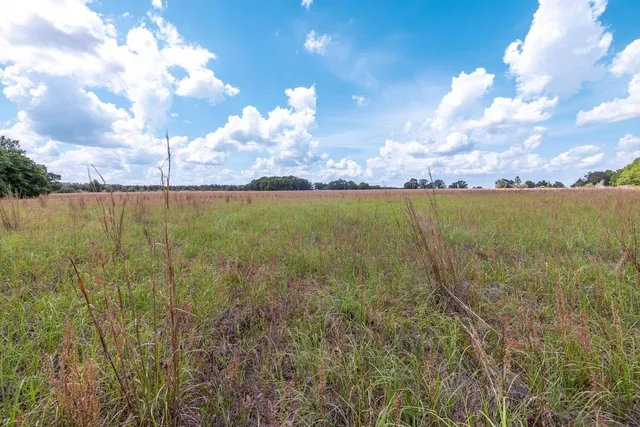 a view of yard with trees