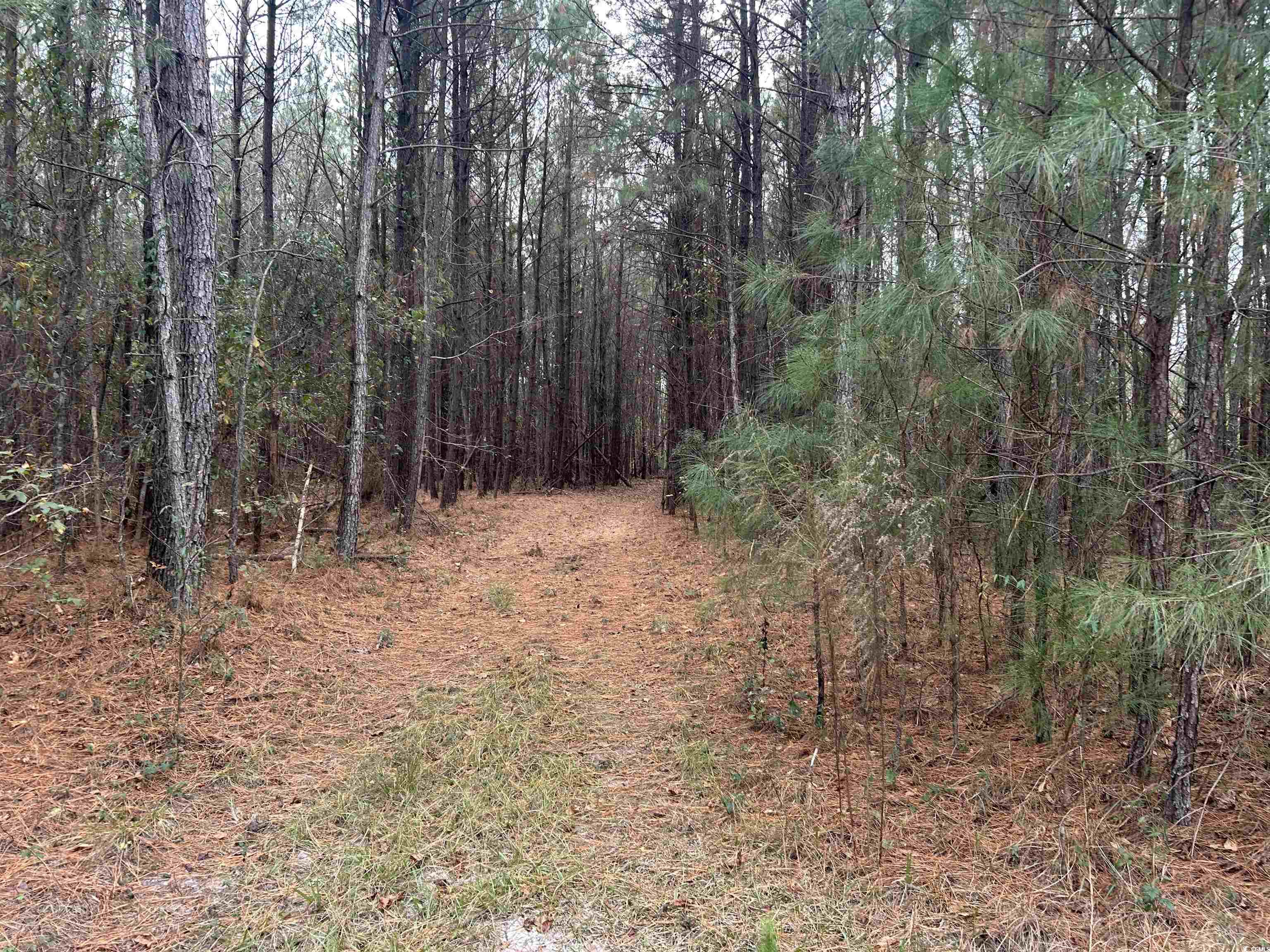 746 Highway 746 Loris, SC 29569 - Photo 14 of 26 View of wooded area