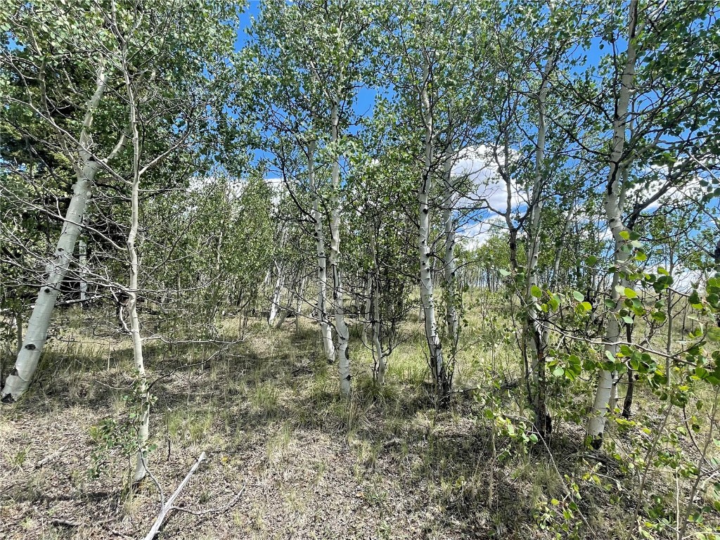 771 Teton Trail Como, CO 80456 - Photo 17 of 24 a view of a forest with large trees