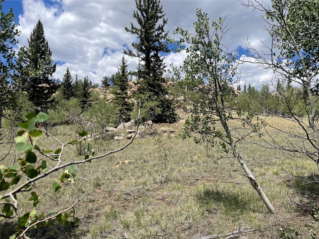 771 Teton Trail Como, CO 80456 - Photo 7 of 24 a picture of a tree
