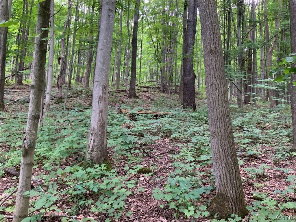 0 Groton Road Freeville, NY 13068 - Photo 1 of 1 Gallery Image 1
