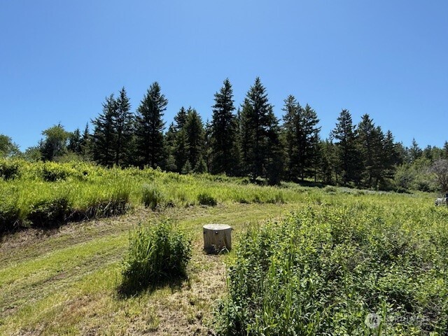 175 Ellemeham Road Loomis, WA 98827 - Photo 10 of 11 a view of a big yard with lots of green space