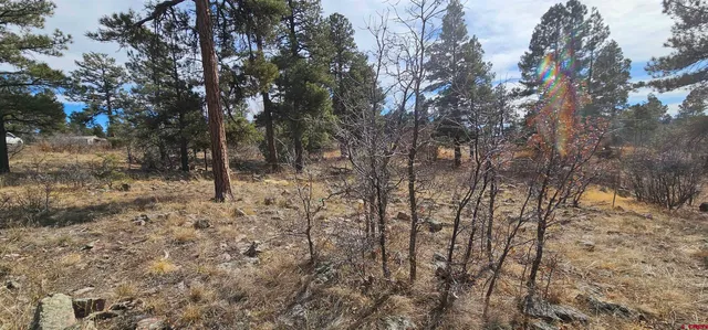 a view of a yard with trees