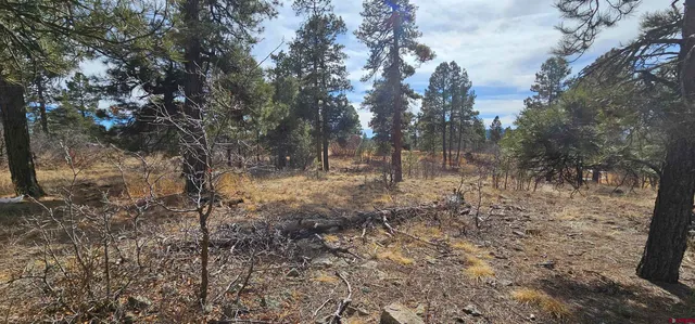 a view of a yard with trees