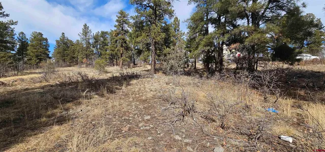 a view of a forest with trees in the background