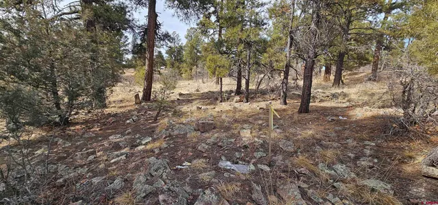 a view of dirt yard with a tree