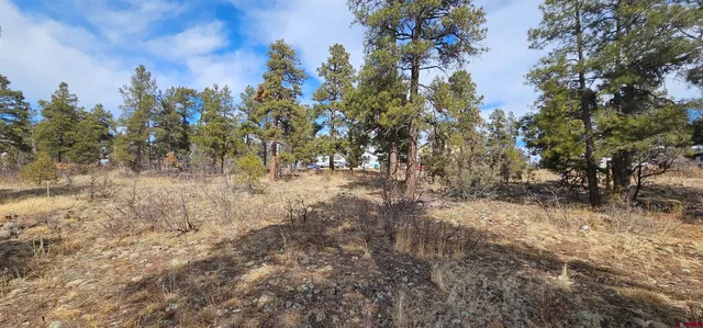 a view of a yard with trees