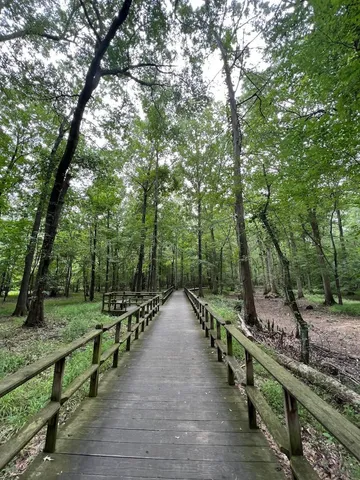 a view of a street with a large trees