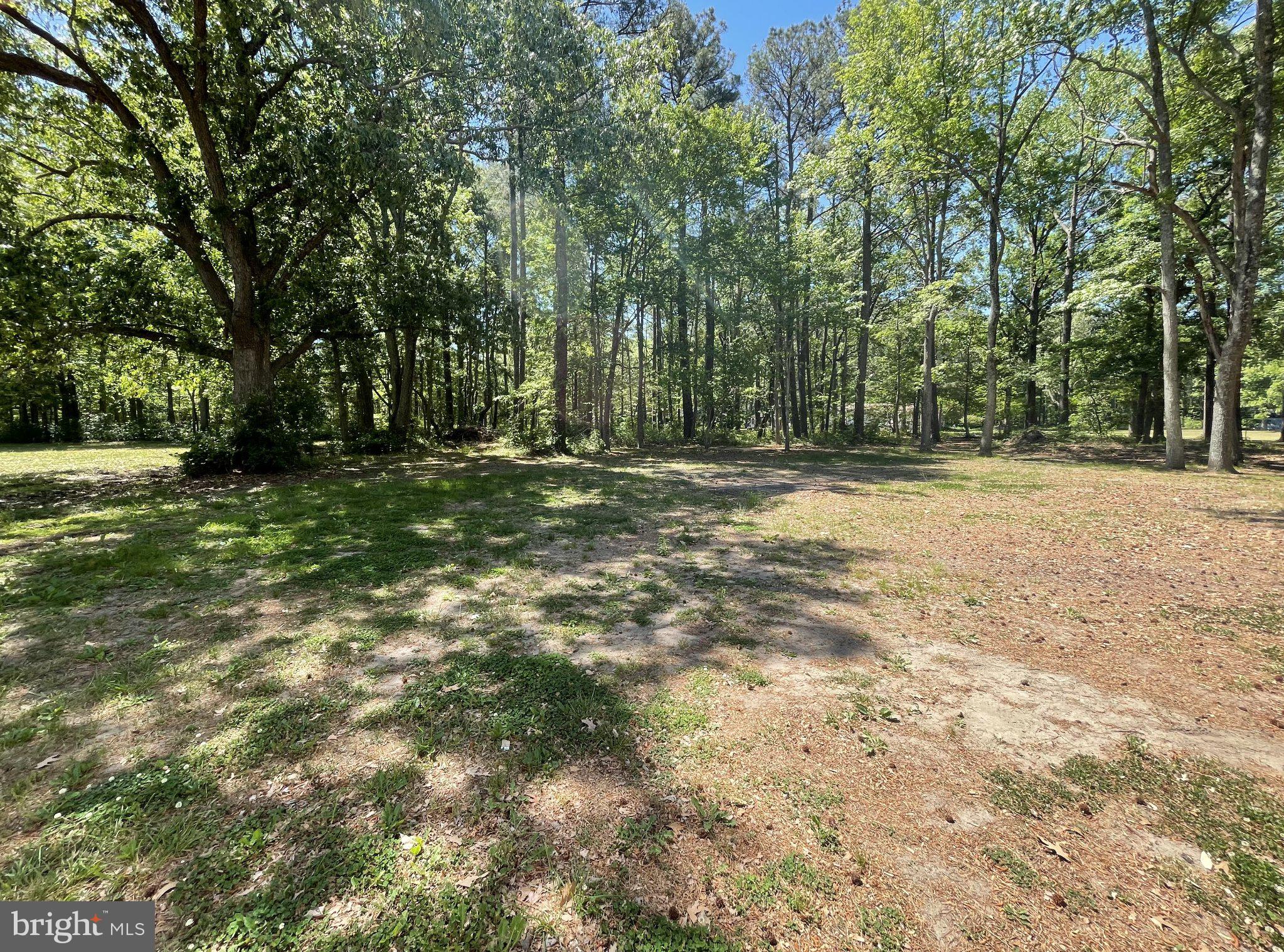 1113 Taylors Island Road Madison, MD 21648 - Photo 8 of 35 a big yard with trees