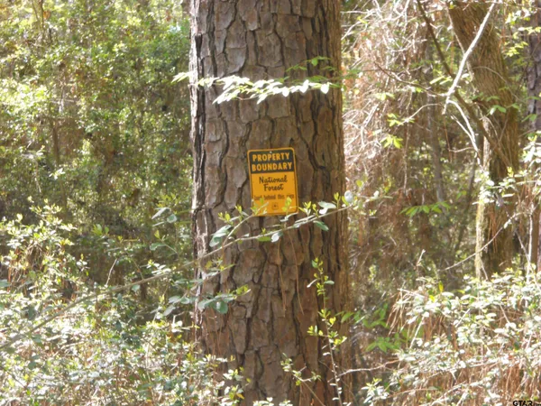 a view of a tree with a tree