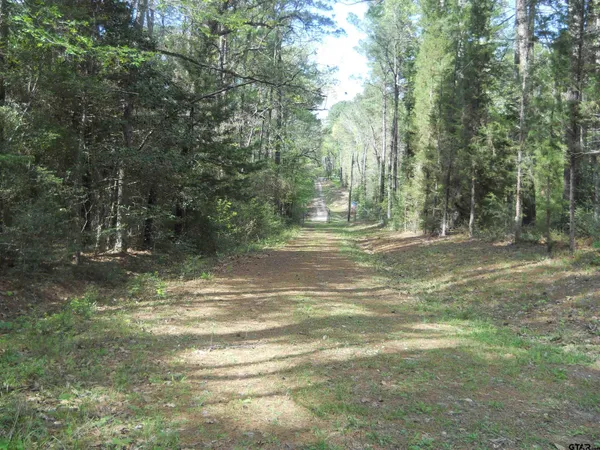 a view of a forest with trees