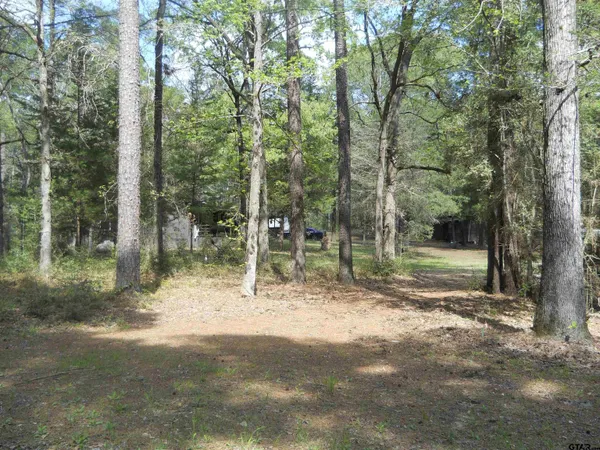 a view of a forest with trees