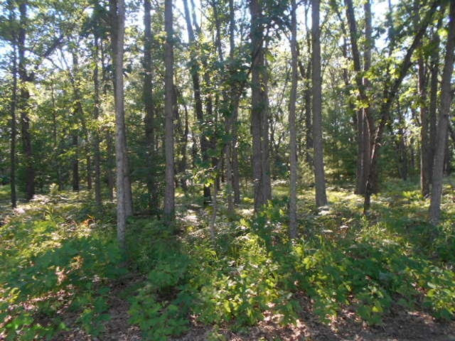 321 North Jack Pine Road Fountain, MI 49410 - Photo 11 of 17 DSCN6919