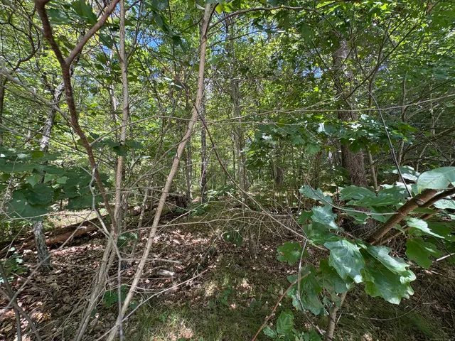 a backyard of a house with lots of trees