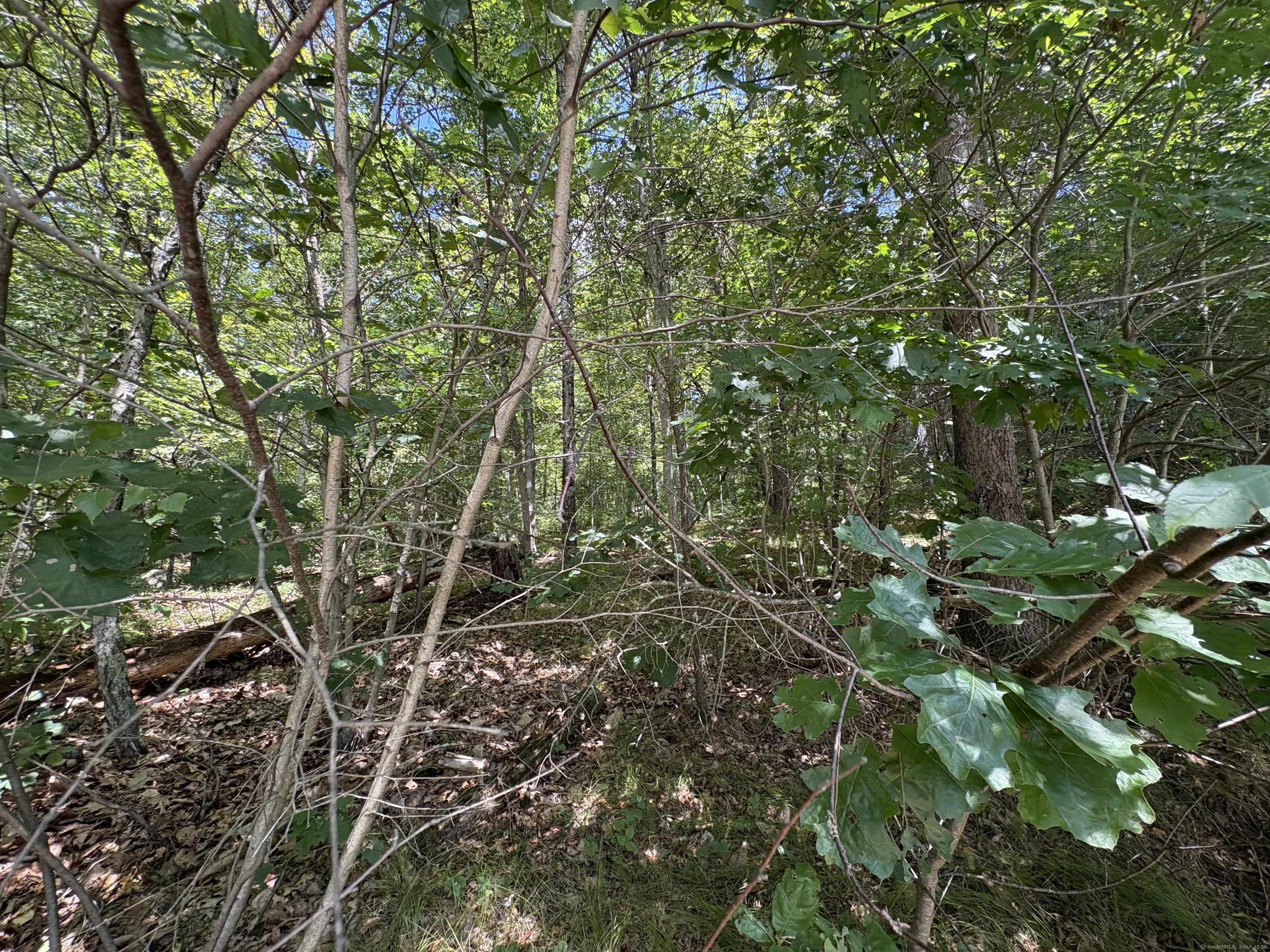River Road Storrs Mansfield, CT 06268 - Photo 2 of 3 a backyard of a house with lots of trees