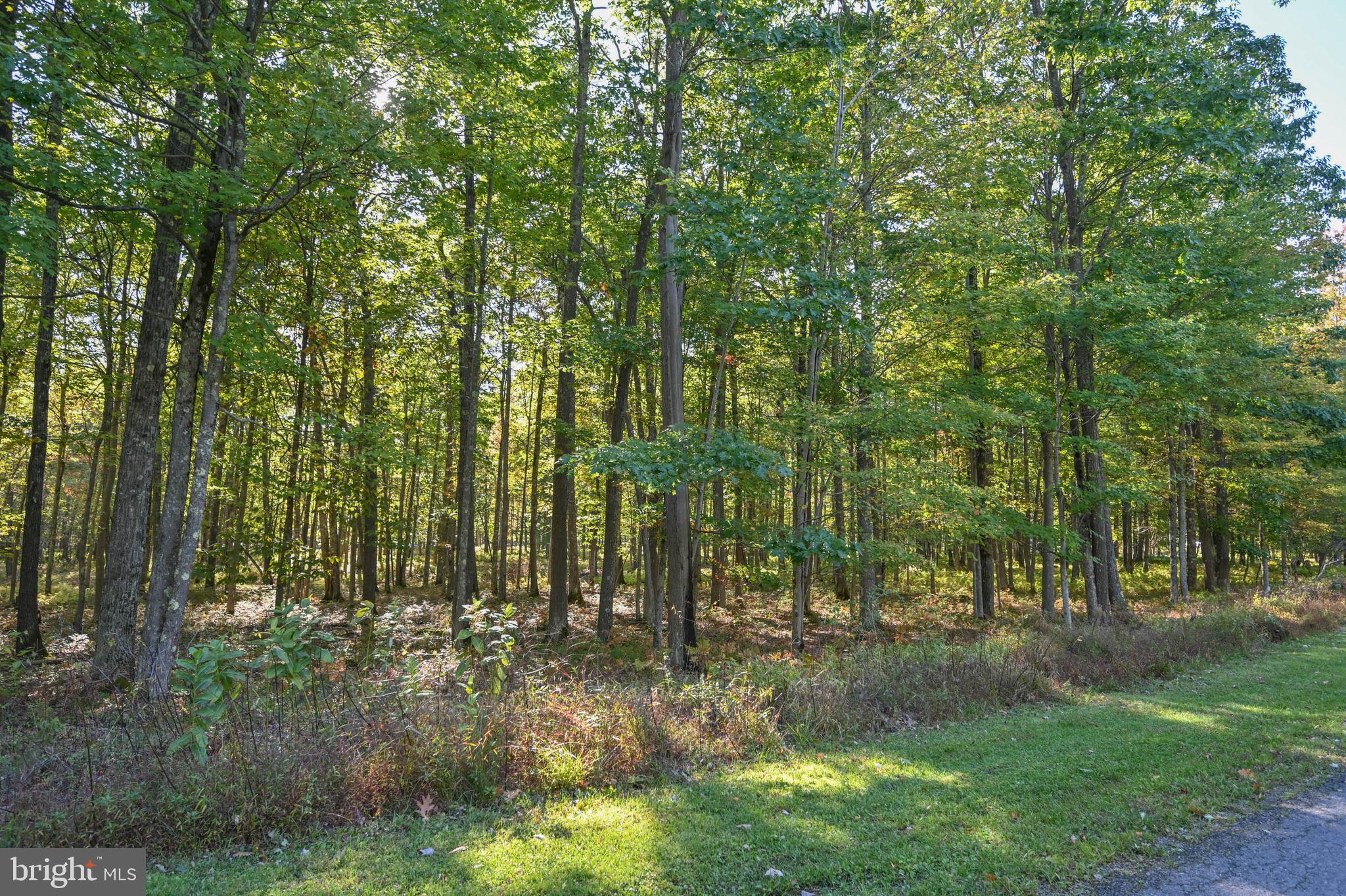 47 Fern Loop Oakland, MD 21550 - Photo 3 of 29 a view of yard