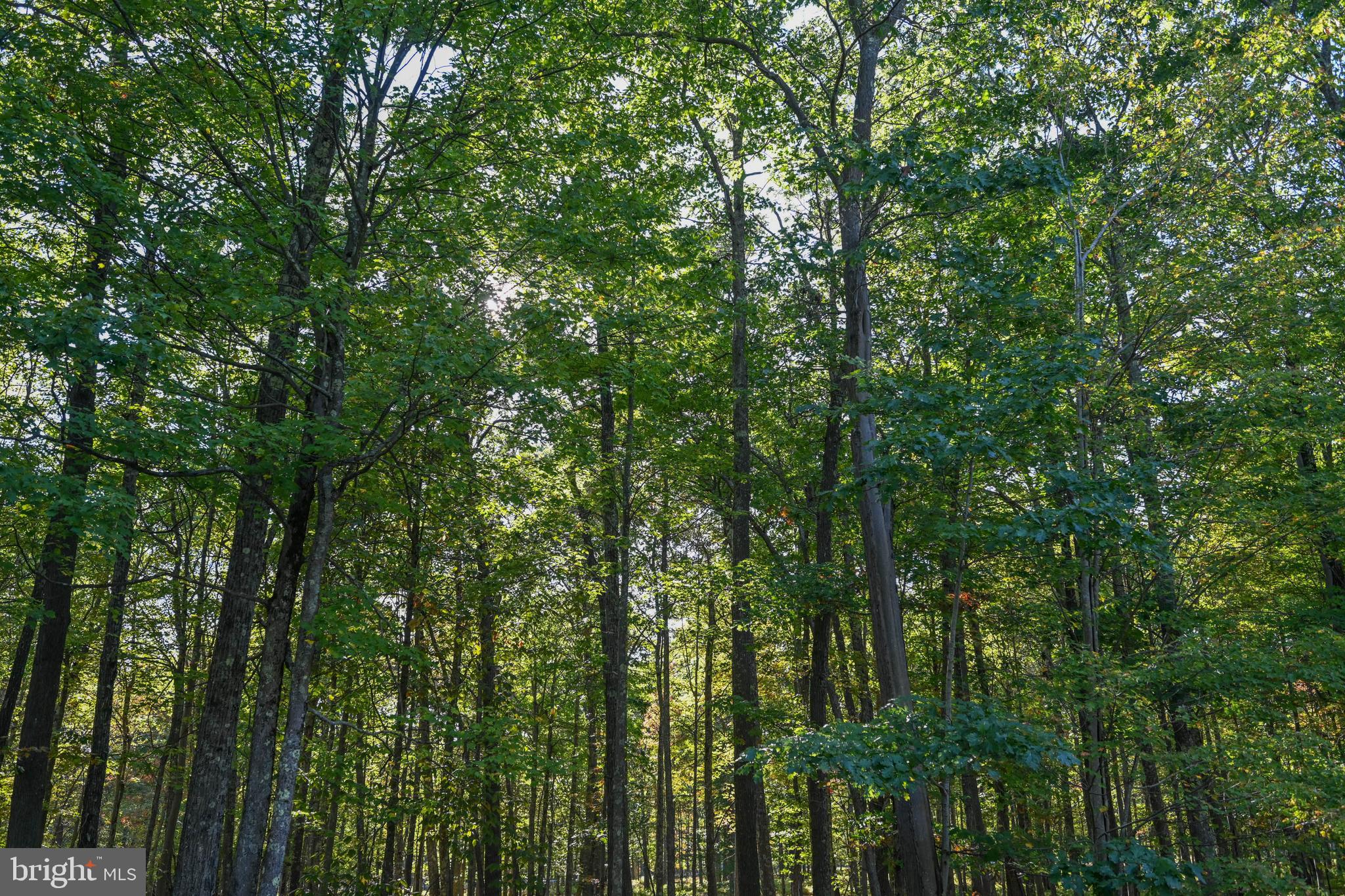 47 Fern Loop Oakland, MD 21550 - Photo 4 of 29 a view of a yard with a tree