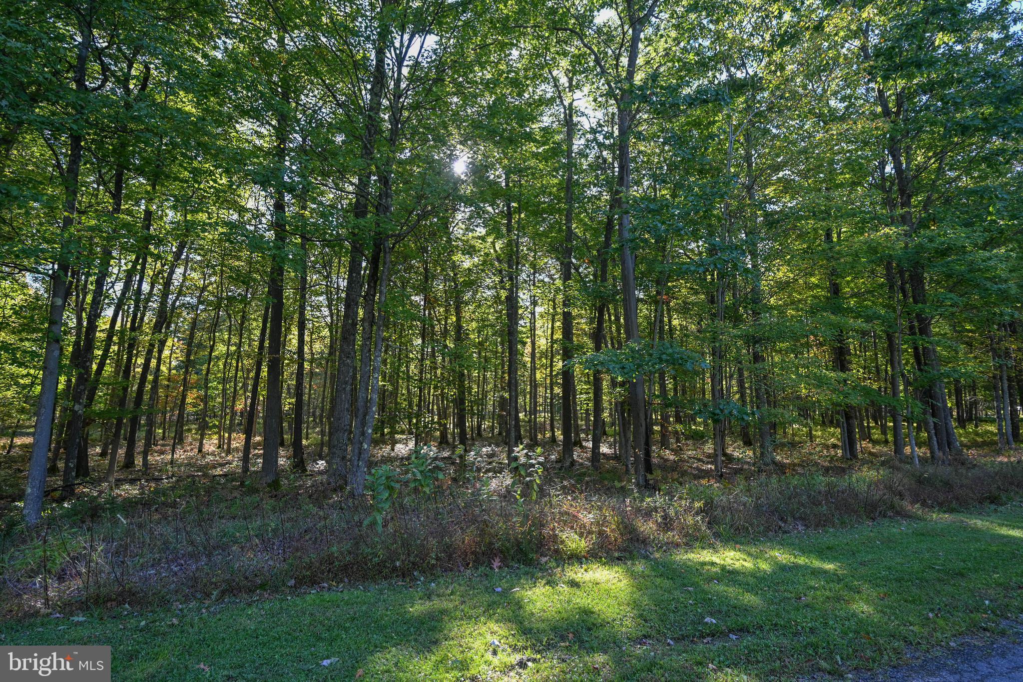 47 Fern Loop Oakland, MD 21550 - Photo 5 of 29 a view of outdoor space and green space