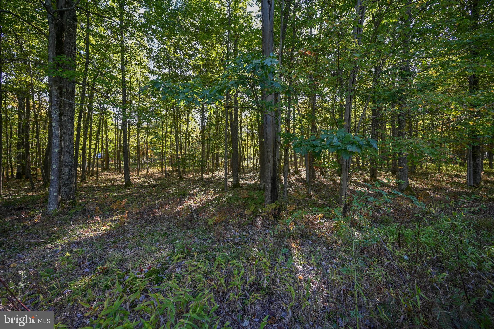 47 Fern Loop Oakland, MD 21550 - Photo 6 of 29 a view of outdoor space and green space