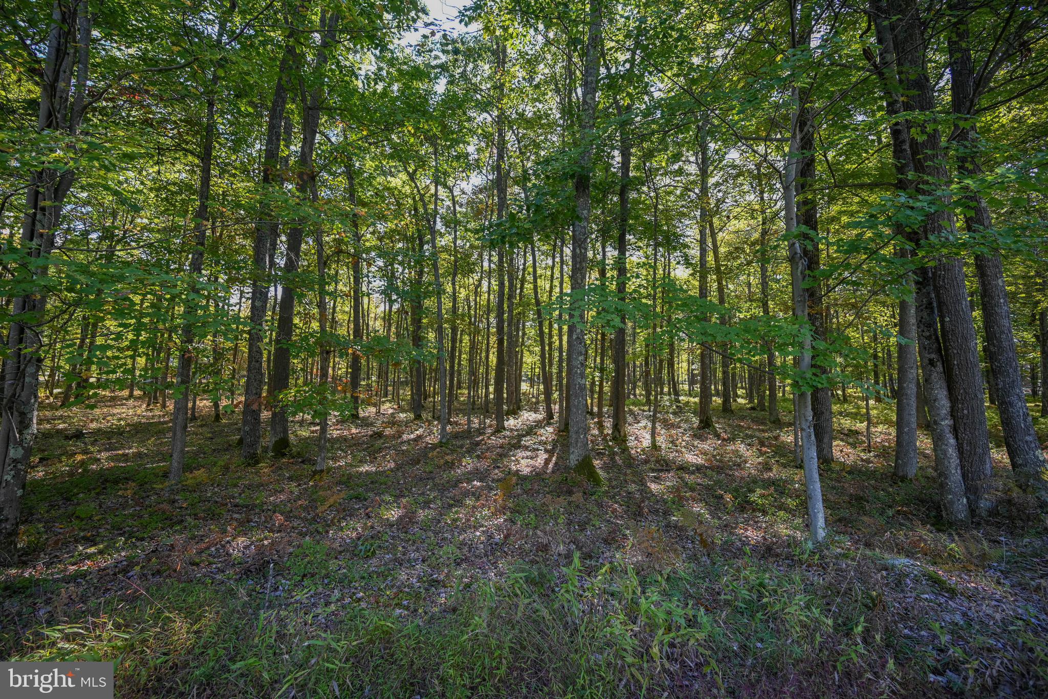 47 Fern Loop Oakland, MD 21550 - Photo 7 of 29 a big yard with lots of green space and house
