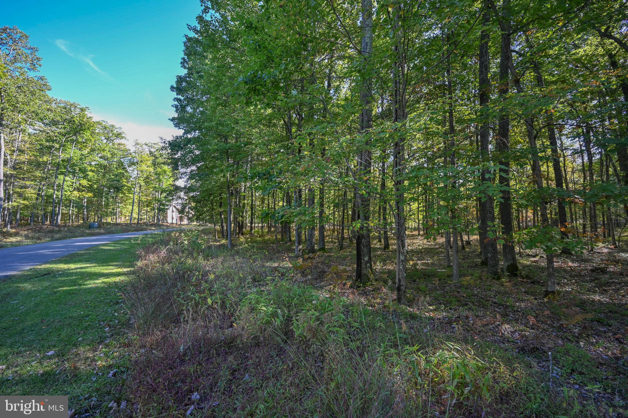47 Fern Loop Oakland, MD 21550 - Photo 8 of 29 a view of a forest with trees in the background