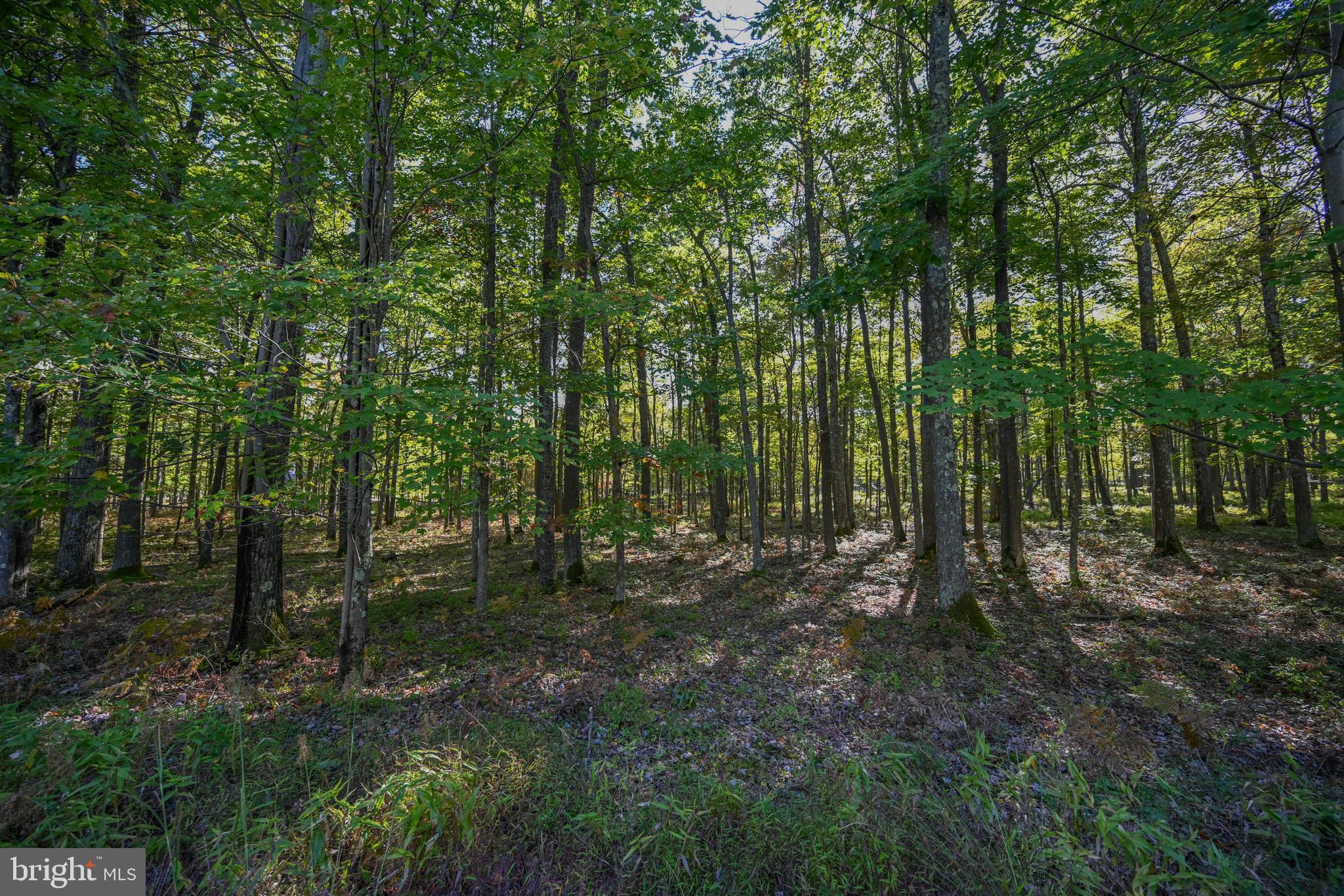 47 Fern Loop Oakland, MD 21550 - Photo 9 of 29 a big yard with lots of green space and trees