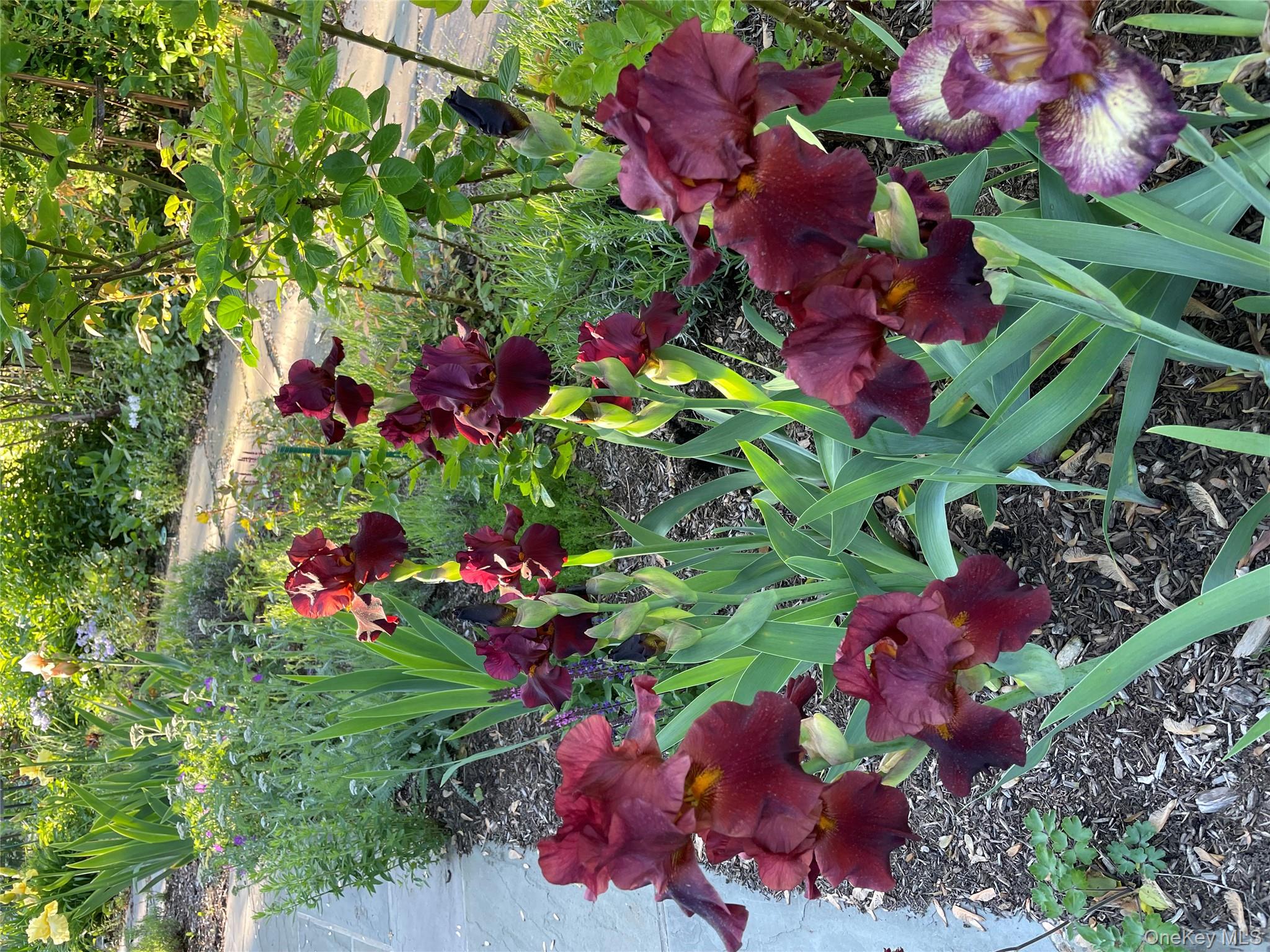 33 Fulmar Road Mahopac, NY 10541 - Photo 34 of 45 Roses 2025.