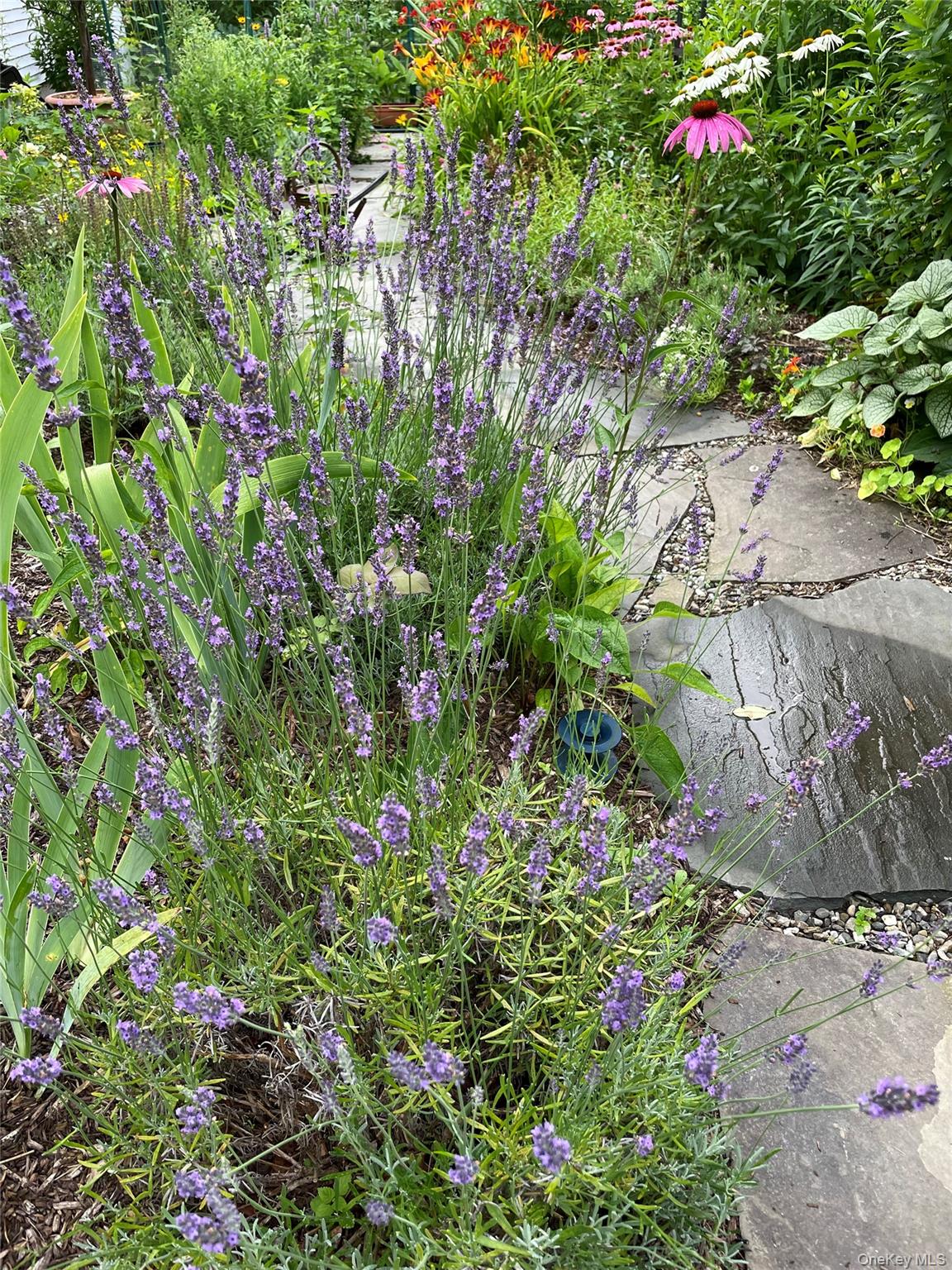 33 Fulmar Road Mahopac, NY 10541 - Photo 35 of 45 Yard 2025.