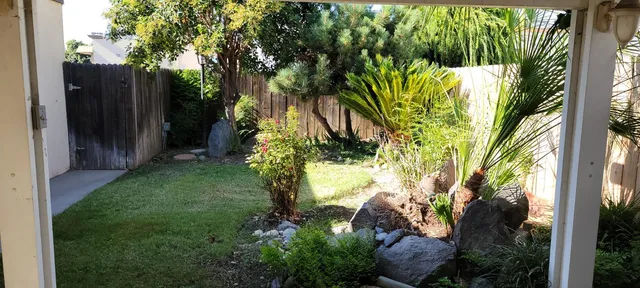 a view of a yard with plants and large trees