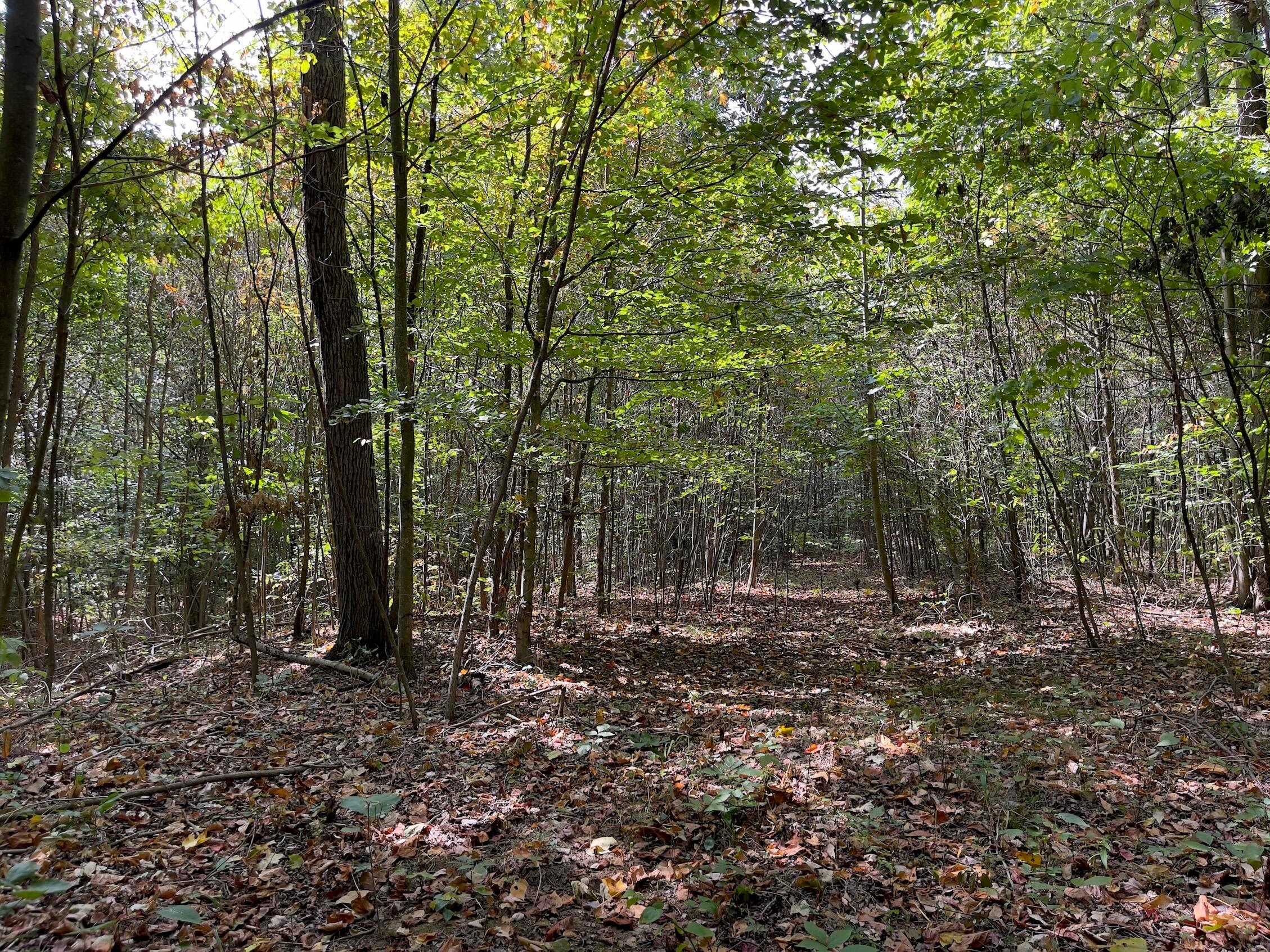 0 Porter Run Road Frankfort, OH 45628 - Photo 23 of 51 IMG_3233