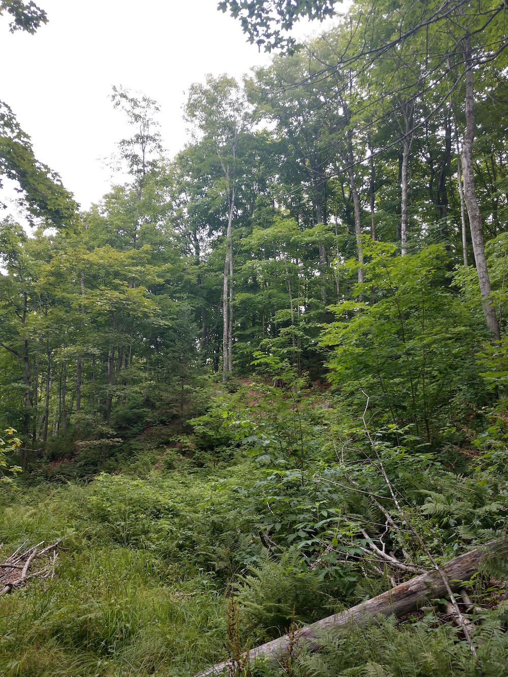 Tbd North Maple Block Road Paradise, MI 49768 - Photo 9 of 18 Gallery Image 9