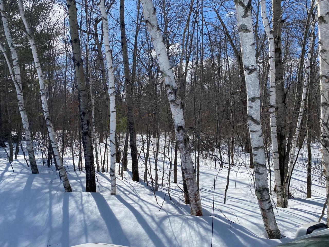 Lot 3 Browns Road Rhinelander, WI 54501 - Photo 1 of 2 Gallery Image 1