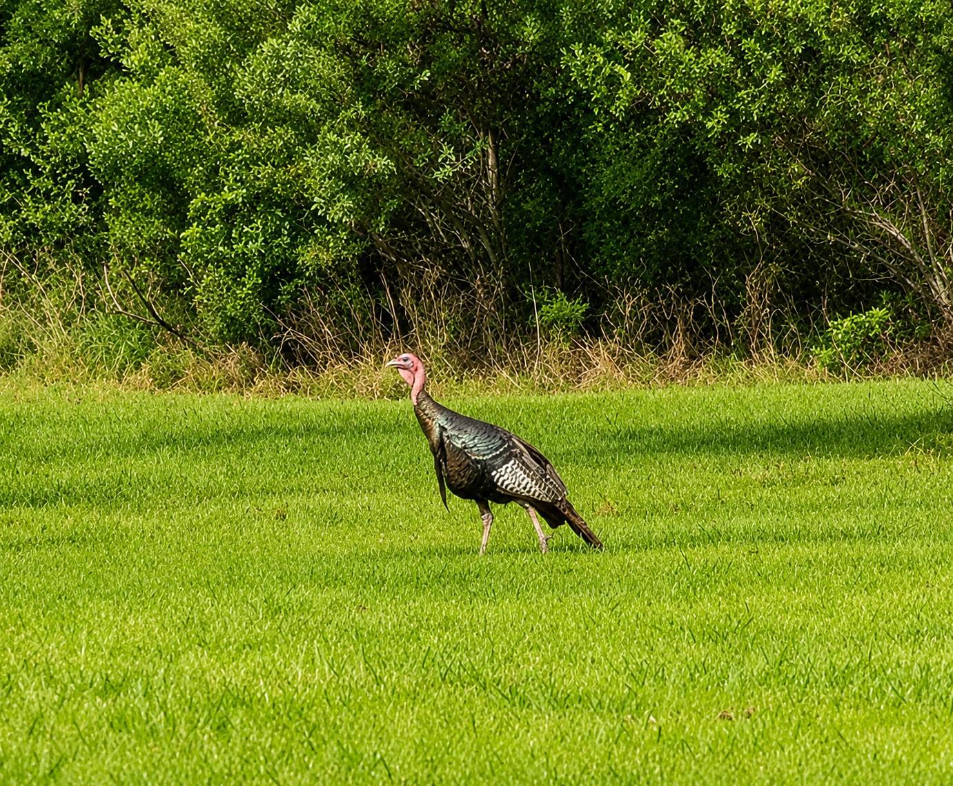 27351 Phoenix Church Road Crisfield, MD 21817 - Photo 21 of 21 Wild Turkey in rear yard